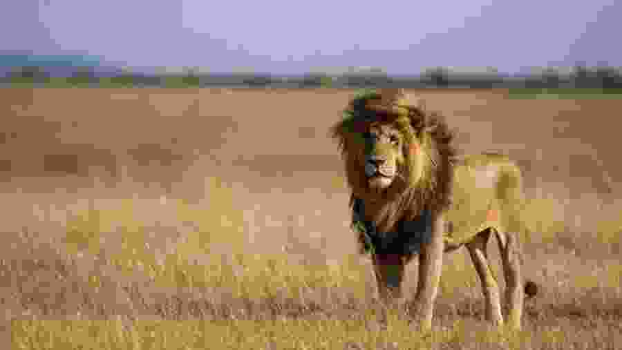 'Big Five' Lion at the Masai Mara National Reserve