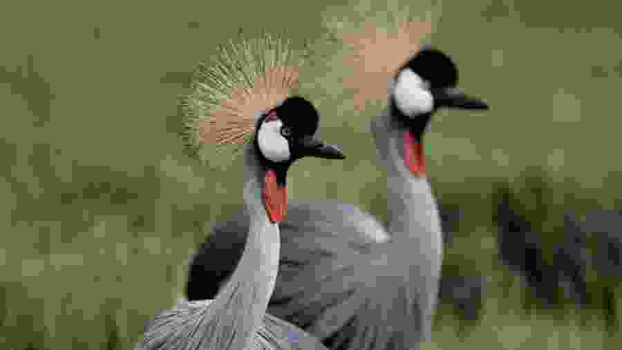 Ngorongoro Bird