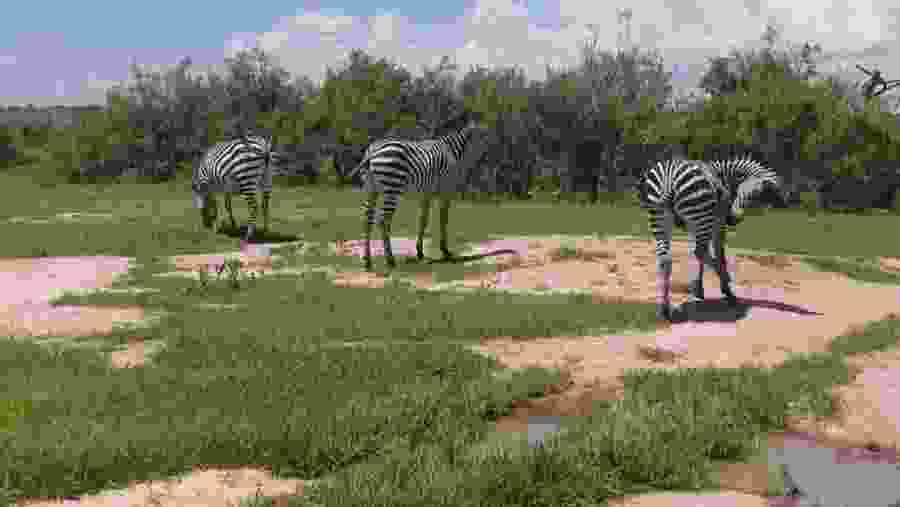 Wild Zebras in Ruaha National Park