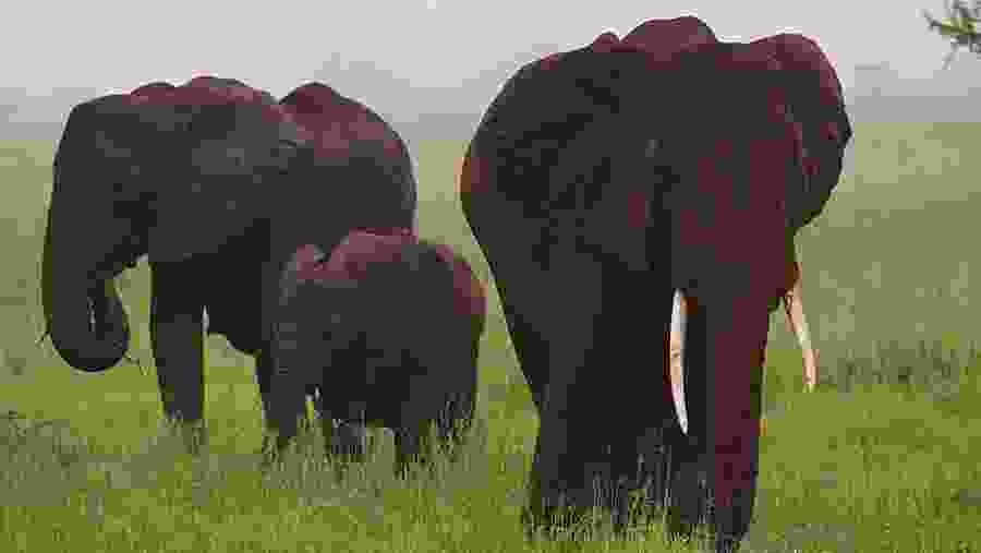 Elephants