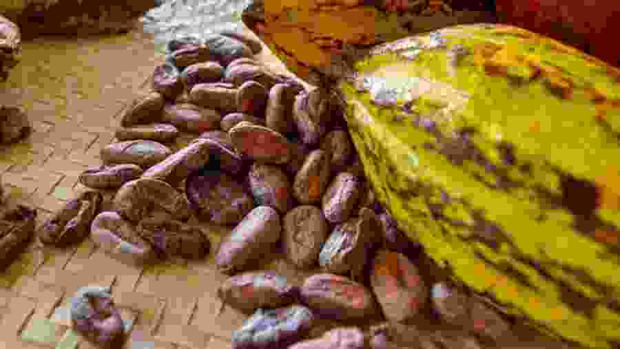 Mayan Chocolate from cacao beans