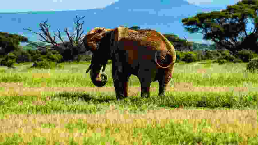 Bush Elephant