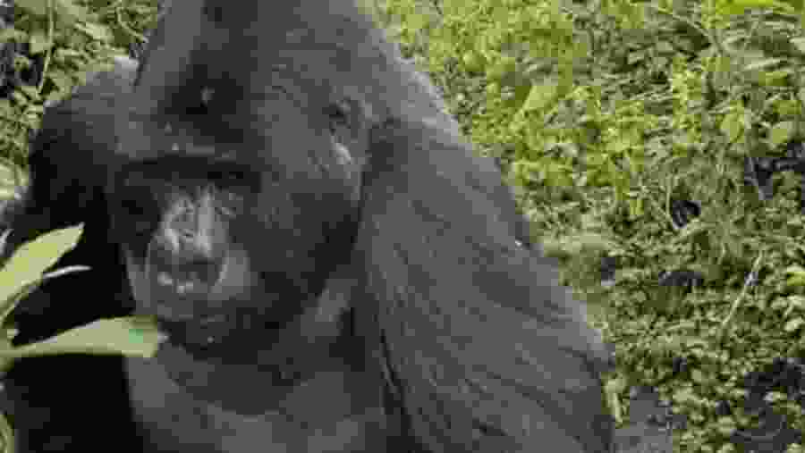 Gorilla Trekking