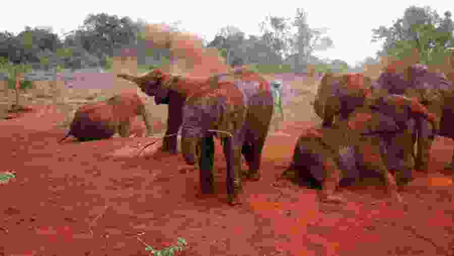 David Sheldrick Elephant Sanctuary