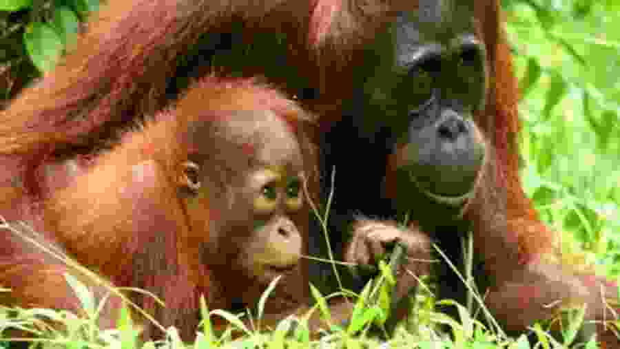 mom and baby Orangutan