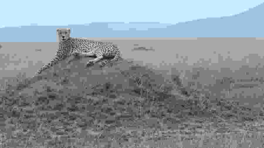 Tarangire National Park