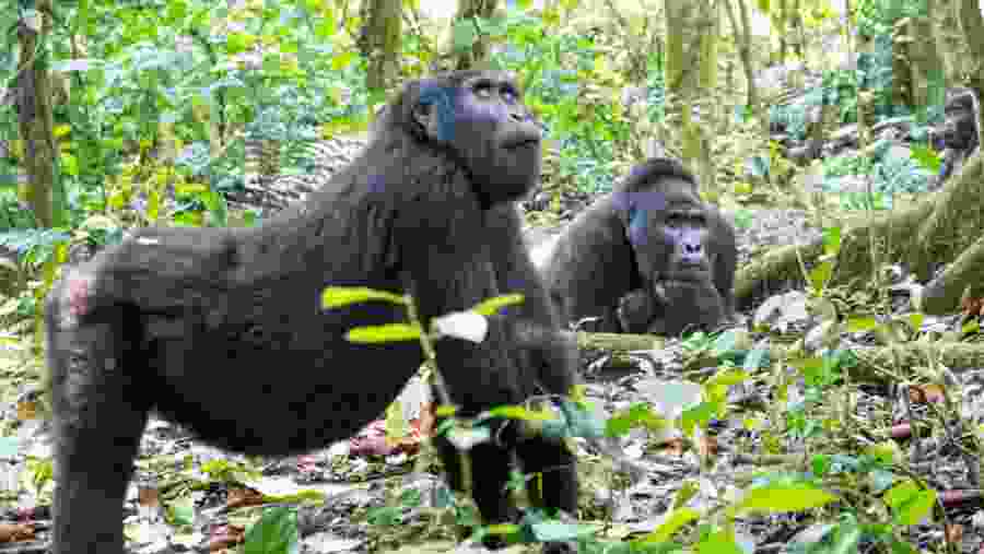 Mountain Gorillas in Bwindi Forest