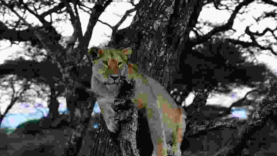 Witness the majestic wildlife at Tanzania