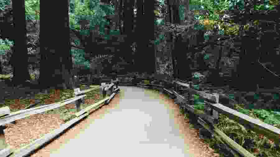 Stroll through Muir Woods