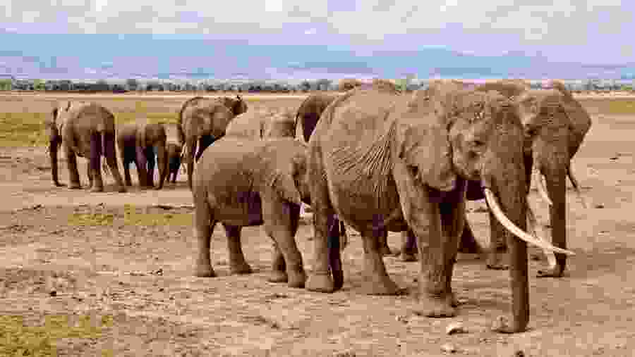 Spot majestic elephant herds