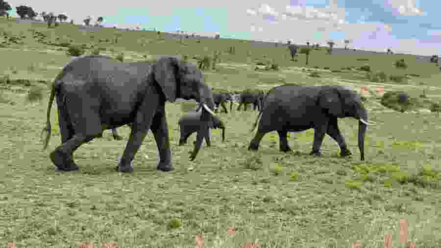 Elephants at Masai Mara