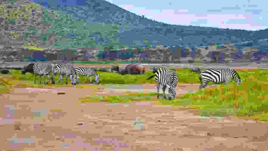 Amboseli National Park