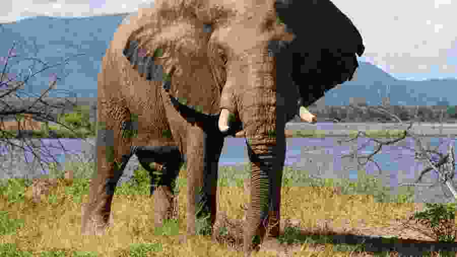 Witness the enchanting African Elephant of Serengeti National Park