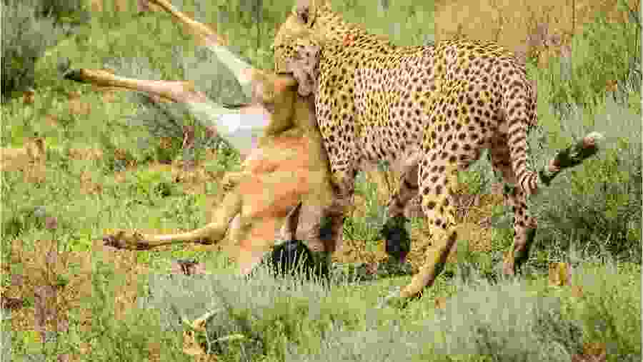 Witness the wildlife