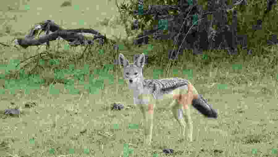 Jackal at Masai Mara