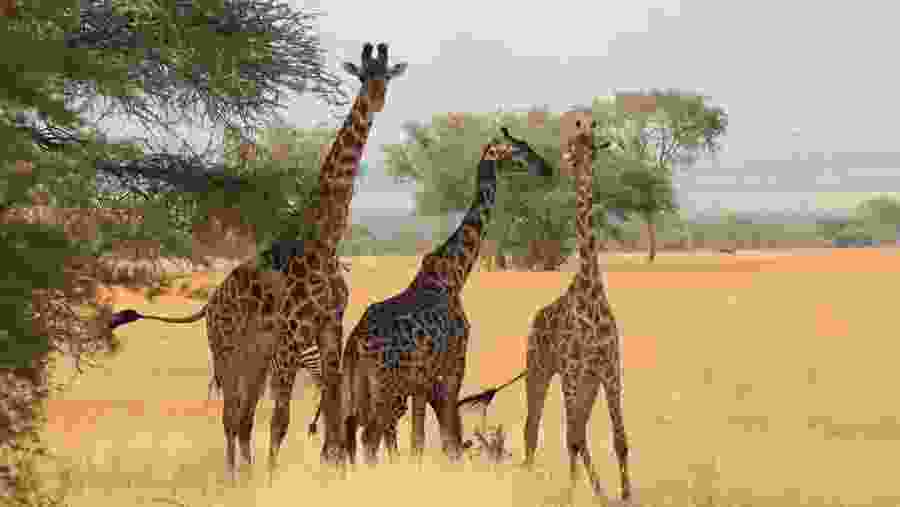 Masai Giraffe