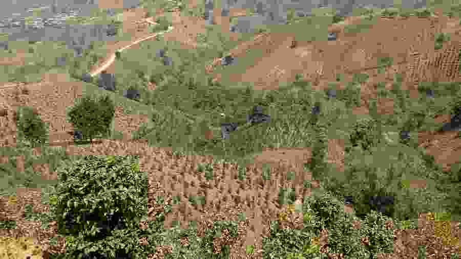 Scenic views of the Tea Plantations