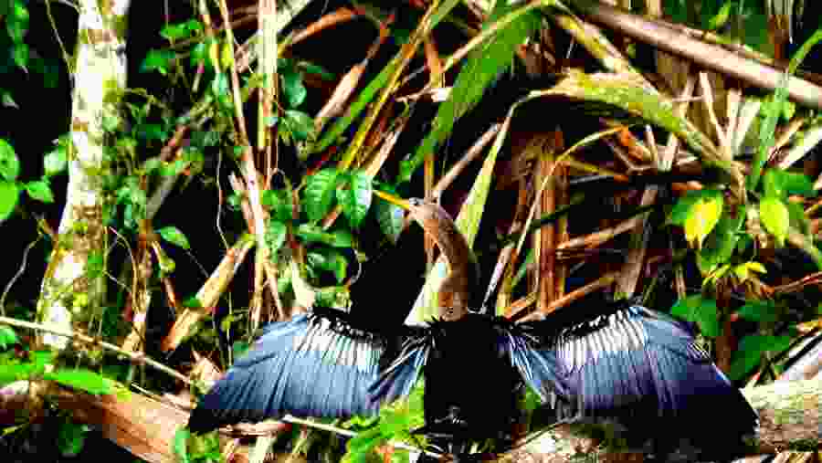 Anhinga