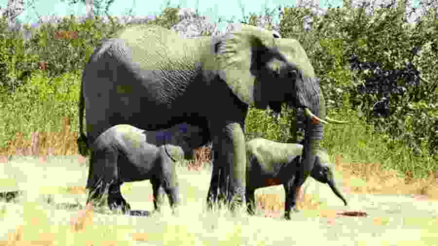 Elephant with calves