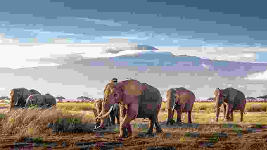 Elephants
