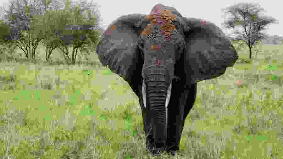 Elephants at Tarangire National Park