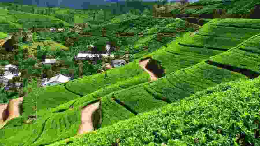 Tea Plantation 