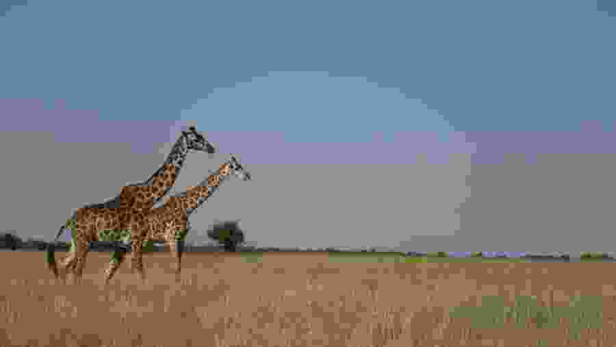 Giraffes at Maasai Mara National Reserve