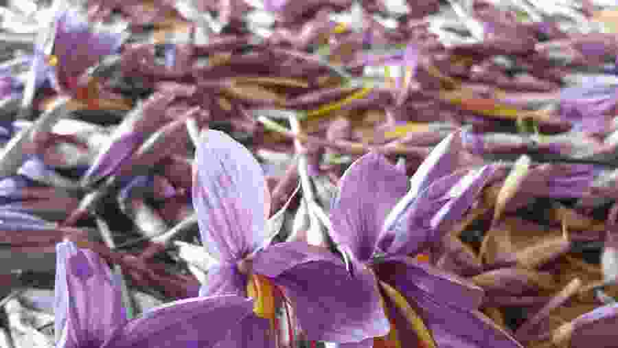 Saffron Flowers 