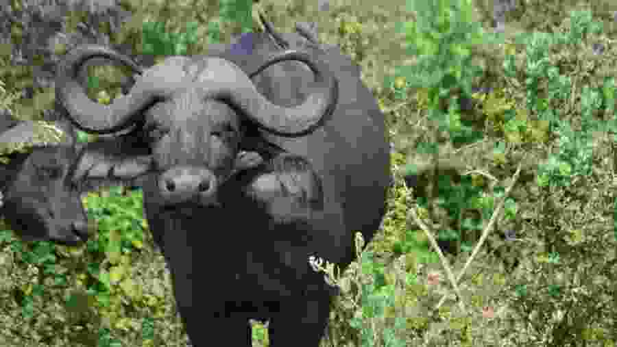 Cape Buffalo
