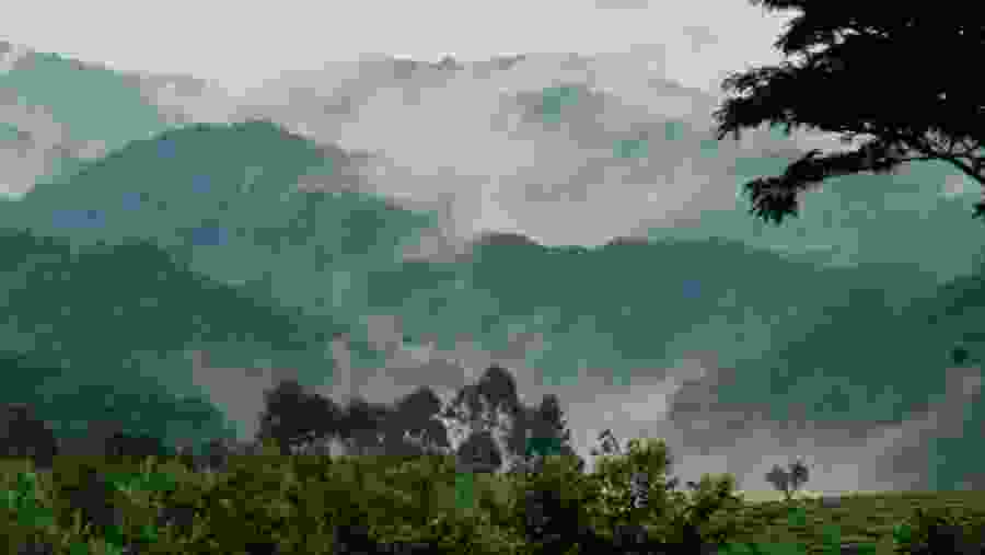 Bwindi Impenetrable Forest