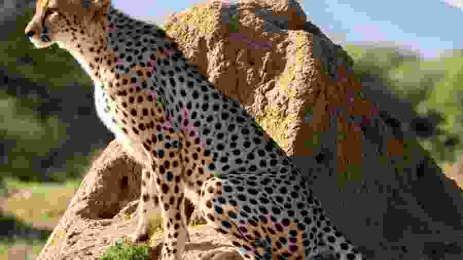 Northwest African cheetah