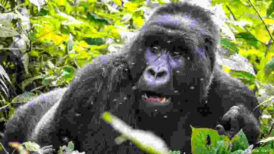 Gorilla