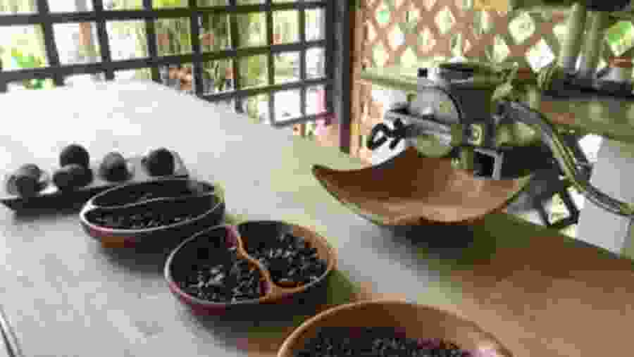 Cocoa Factory Tour