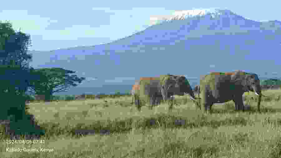 African bush elephants