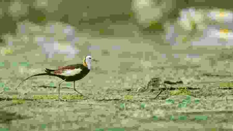 Pheasent Tailed Jacana