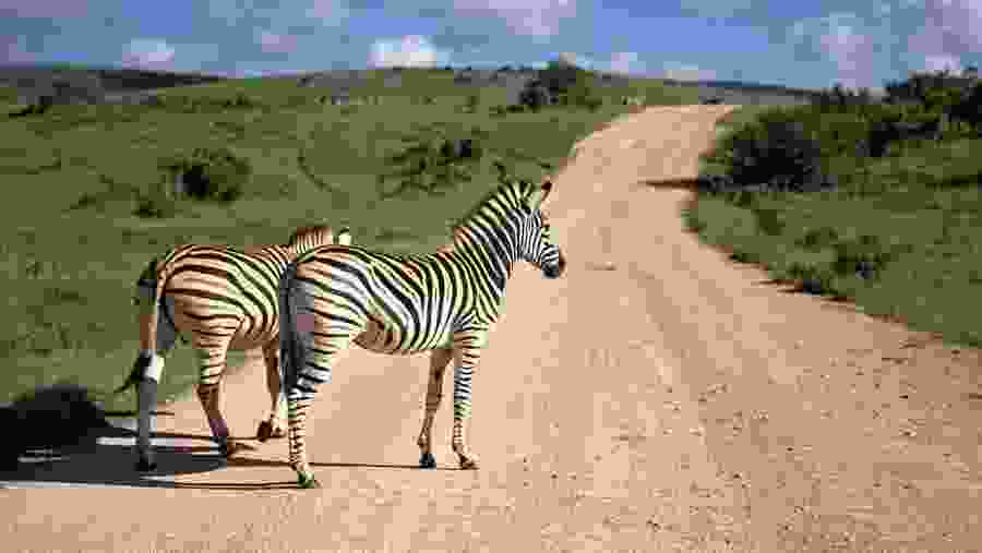 Zebras