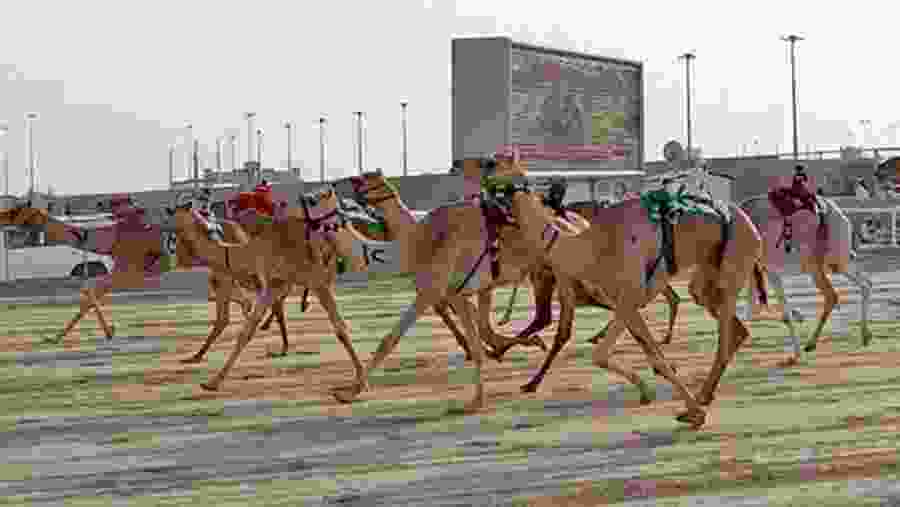camel race