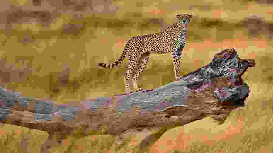 Animal Encounter