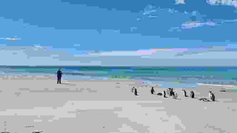 Penguin colony