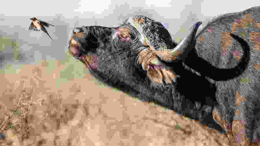 Animal Encounter