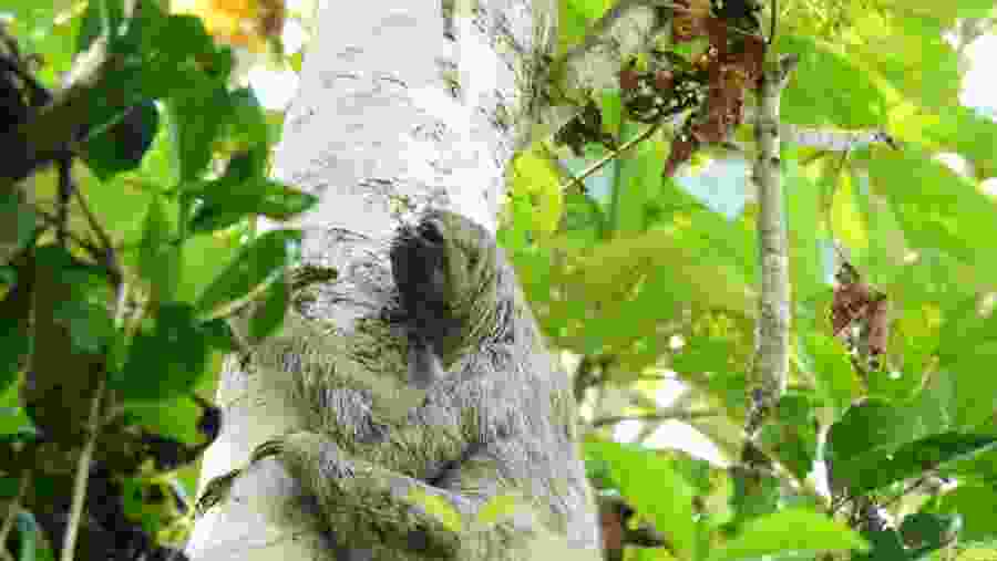 Brown-throated sloth