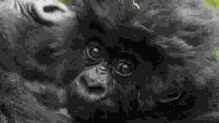 Gorilla