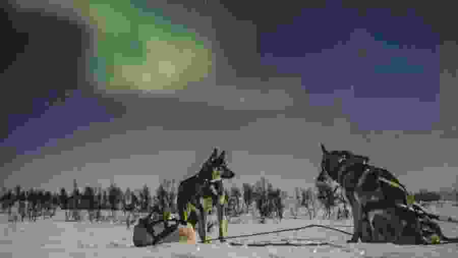 Sleigh dogs under the northern lights