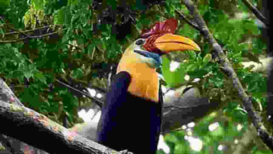 Knobbed Hornbill
