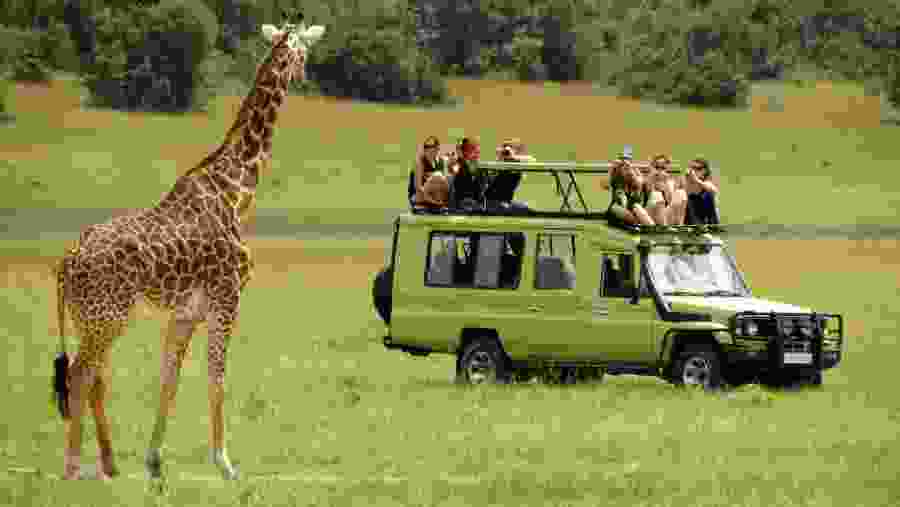 Giraffe on a game drive at Serengeti