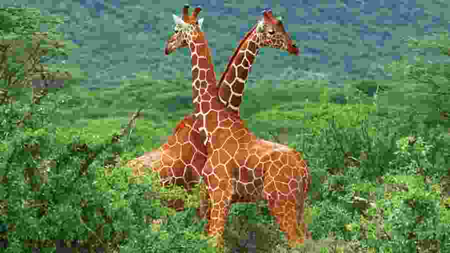 Masai Giraffe