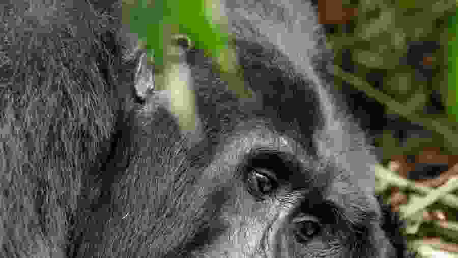 Gorilla tracking in Volcanoes National Park, Rwanda