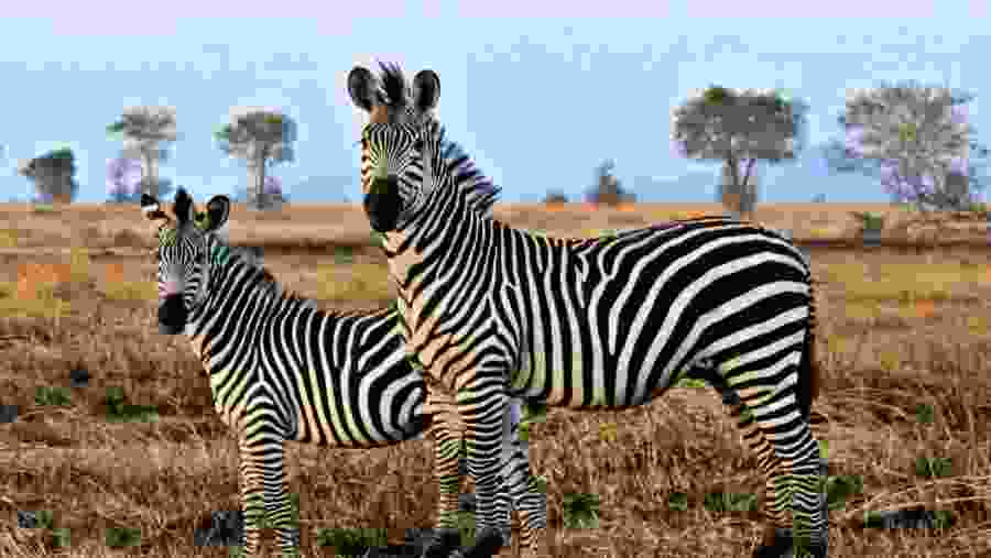 Mikumi National Park