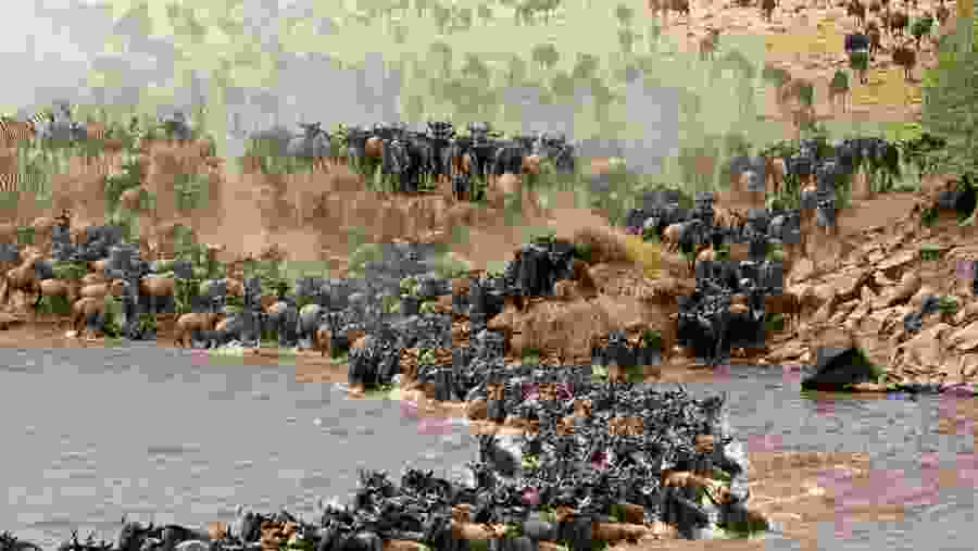 Wildebeest Migration