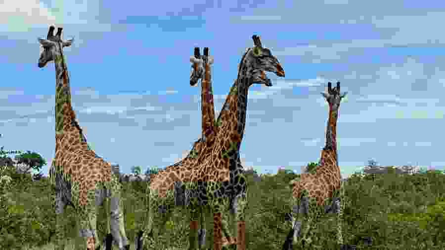 Animal Encounter